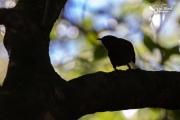 Stitchbird silhouette