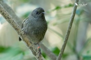 Female stichbird sat on a branch