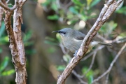 Female stitchbird with its tongue out