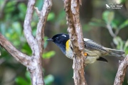 Male stichbird sat on a branch 2