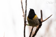 Stitchbird doing the splits