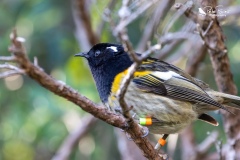 Male stichbird sat on a branch 1