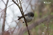 Juvenille Tomtit 1