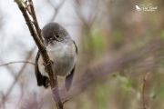 Juvenille Tomtit looking very cute