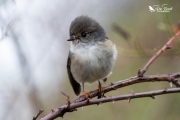 Juvenille Tomtit 3