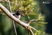 Tomtit thinking its a penguin