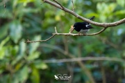 Lone male tomtit on Tiritiri Matangi