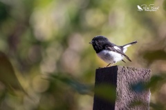 Tomtit sat on a post