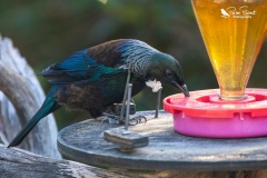 Tui drinking from a feeder