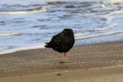 Variable oystercatcher taking a nap