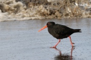 Variable oystercatcher running from a wave