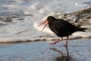 Variable oystercatcher sounding the alarm