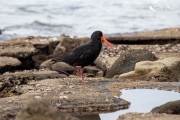 Variable oystercatcher wandering over the rocks