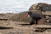 Variable oystercatcher wandering over the rocks 2