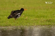 Variable oystercatcher shaking off the rain