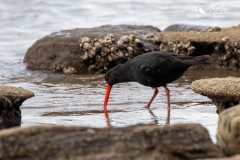 Variable oystercatcher looking for food