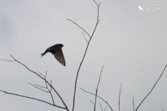 Welcome swallow taking off