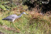 White faced heron looking through the grass