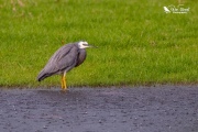 White faced heron stuck in the rain