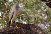 White faced heron sheltering from the rain