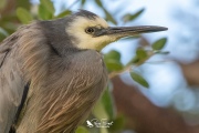 White faced heron close up