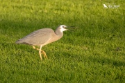 White-faced heron eating a worm