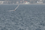 White fronted tern flying at the camera