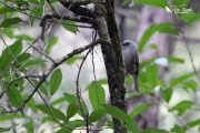 Whitehead eating insects from trunk