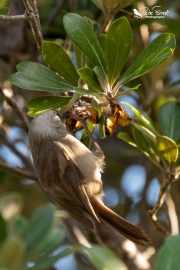 Whitehead eating a seed