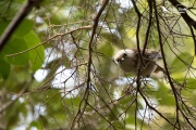 Whitehead looking through the branches