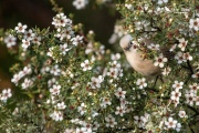 Whitehead peering through the Manuka