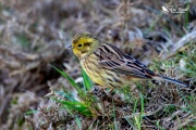 Yellowhammer sat in the grass