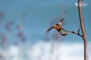 Yellowhammer loosing its balance