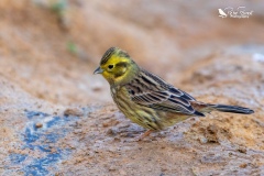 Yellowhammer sat on the path