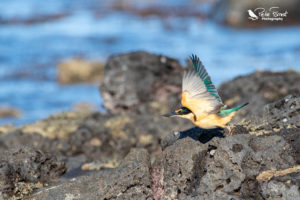 Kingfisher taking flight