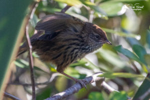 Fernbird stretching it's wings and leg