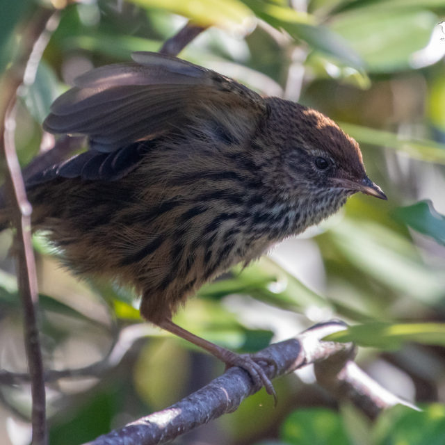 Fernbird stretching it's wings and leg